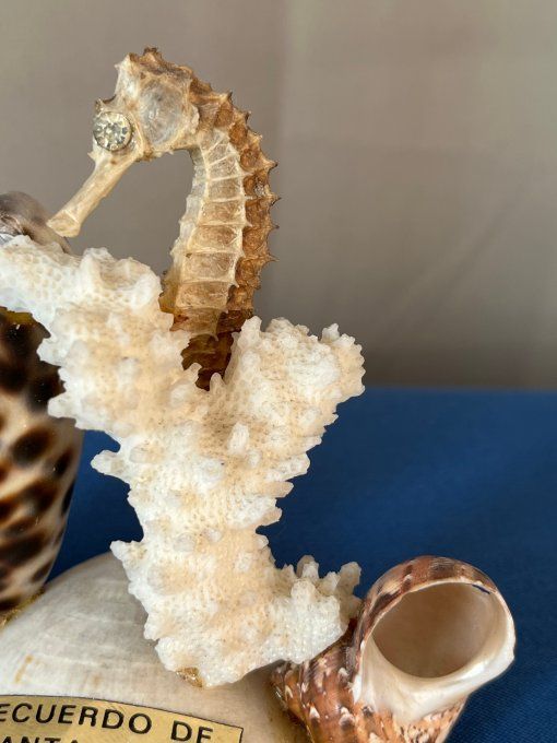 Pique à escargots, apéritif, vintage en coquillages marins avec hippocampe et corail
