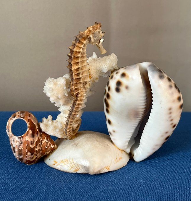 Pique à escargots, apéritif, vintage en coquillages marins avec hippocampe et corail