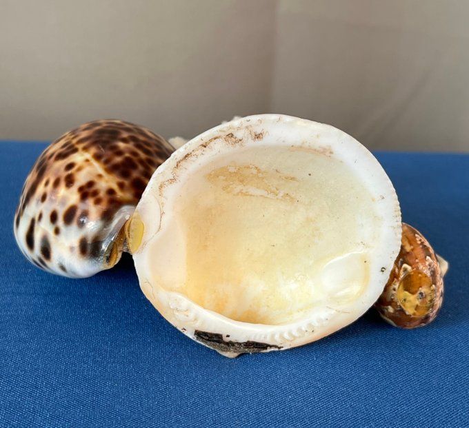 Pique à escargots, apéritif, vintage en coquillages marins avec hippocampe et corail