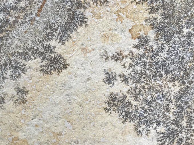 Dendrite de manganèse sur plaque de calcaire, Martinique
